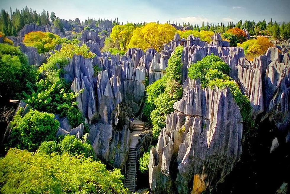 Каменный лес Каменный лес