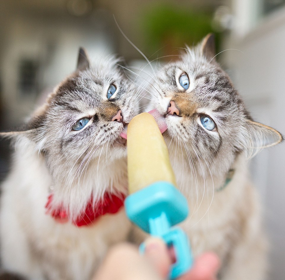 Кошки в забавных костюмах Кошки в забавных костюмах