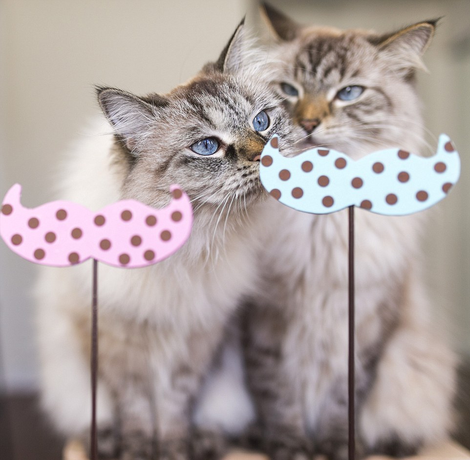 Кошки в забавных костюмах Кошки в забавных костюмах