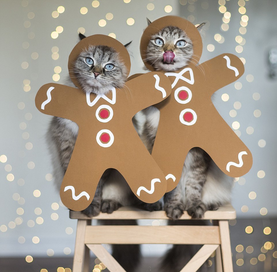 Кошки в забавных костюмах Кошки в забавных костюмах