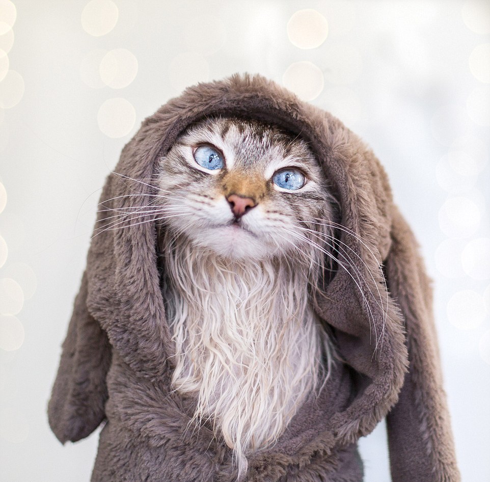 Кошки в забавных костюмах Кошки в забавных костюмах