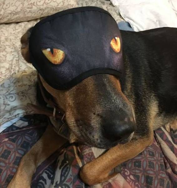 �������� ���������� ���� �1638 (105 ����)