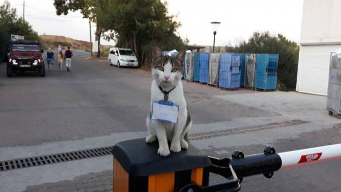 �������� ���������� ���� �2235 (65 ����)