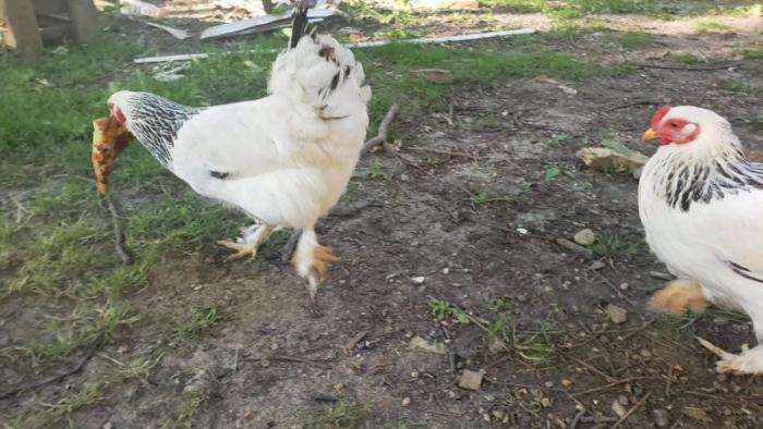 ������ � ����� ��������� (32 ����)