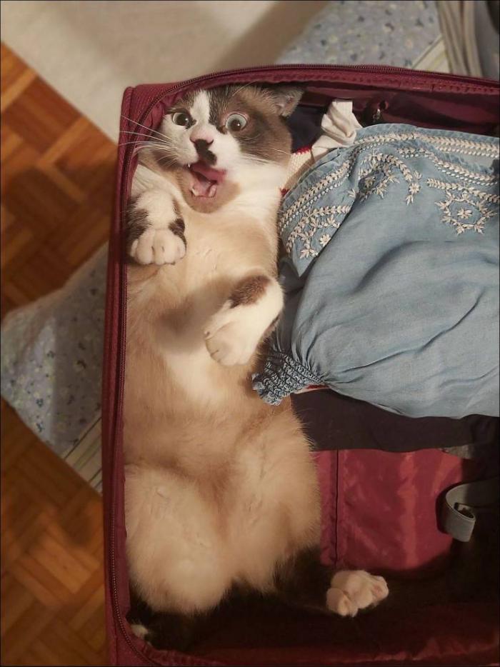 �������� ���������� ���� �2420 (65 ����)