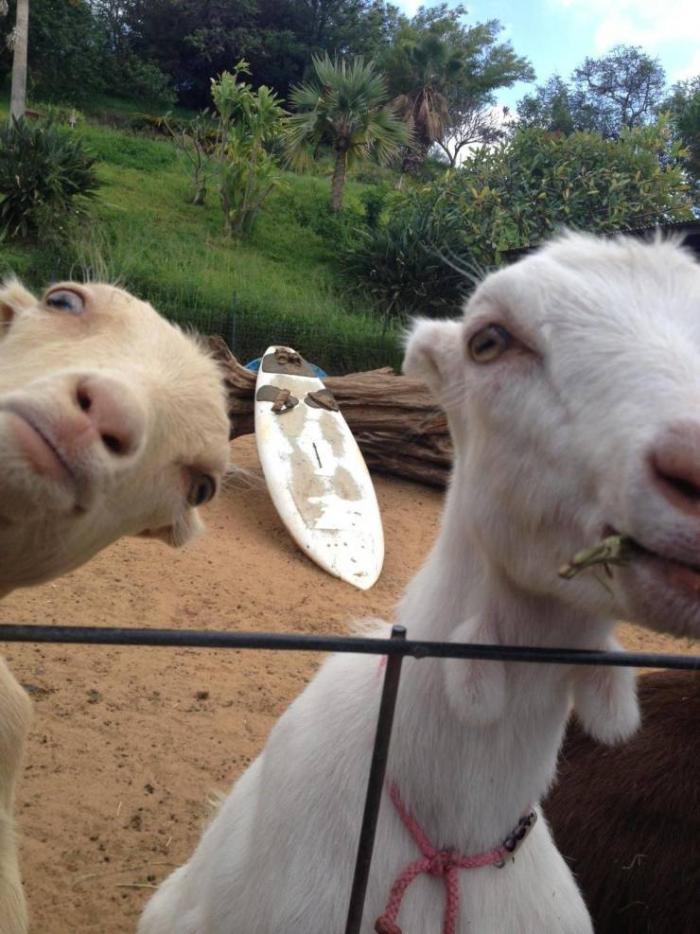 �������� ���������� ���� �2420 (65 ����)