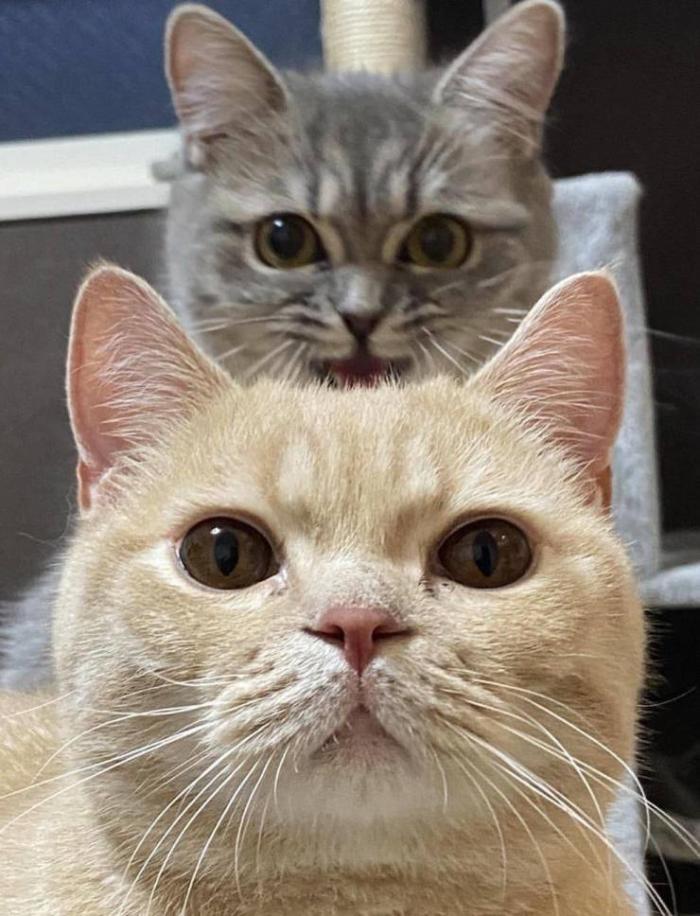 �������� ���������� ���� �2474 (31 ����)