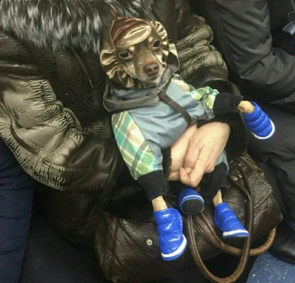 ������� � ������ �� ����� (12 ����)