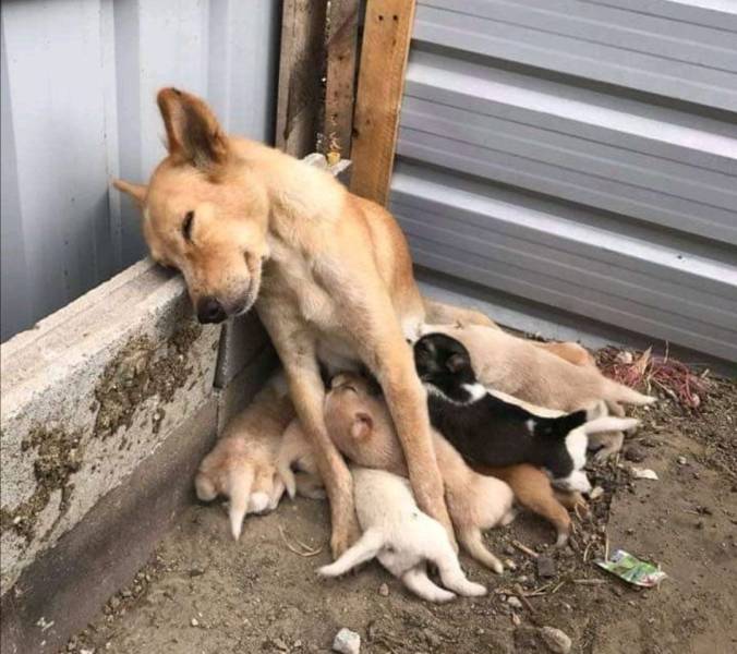 �������� ���������� ���� �2561 (30 ����)