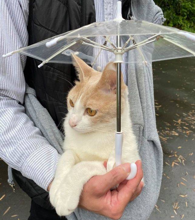 �������� ���������� ���� �2705 (30 ����)