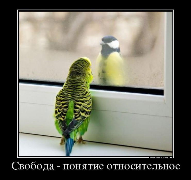 Свобода - понятие относительное